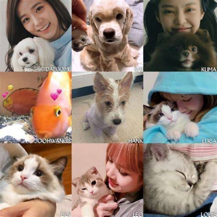 Blackpink Pets