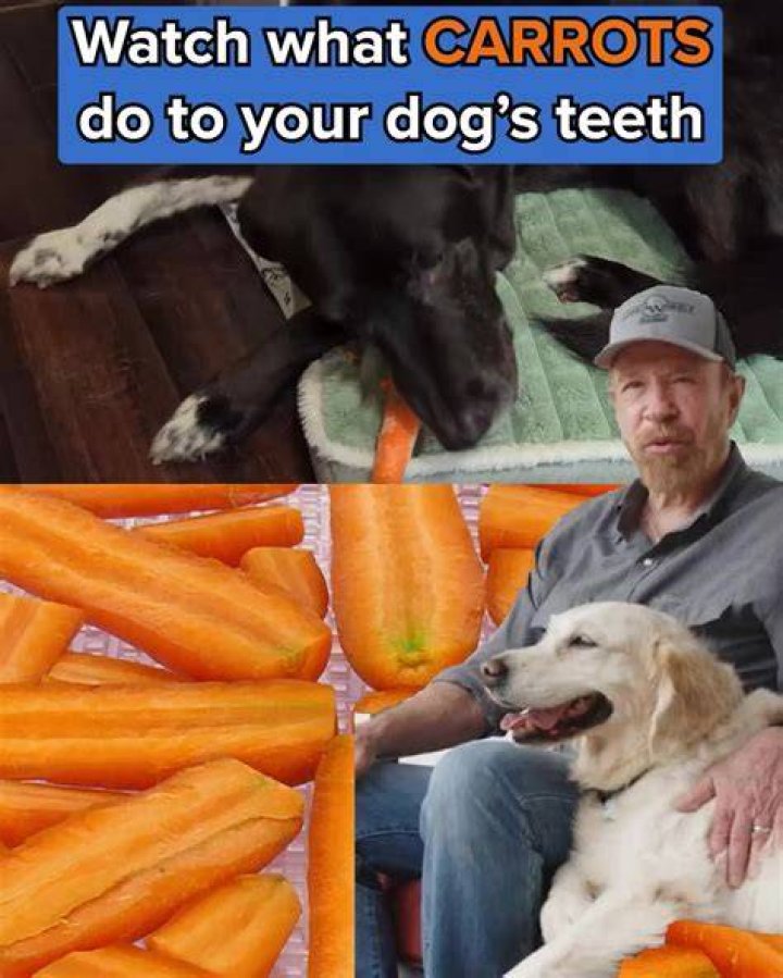 Chuck Norris Pets