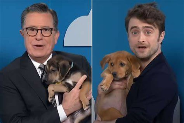 Daniel Radcliffe and Stephen Colbert help rescue dogs get adopted