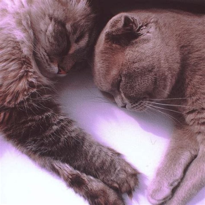 Dasha Taran Pets
