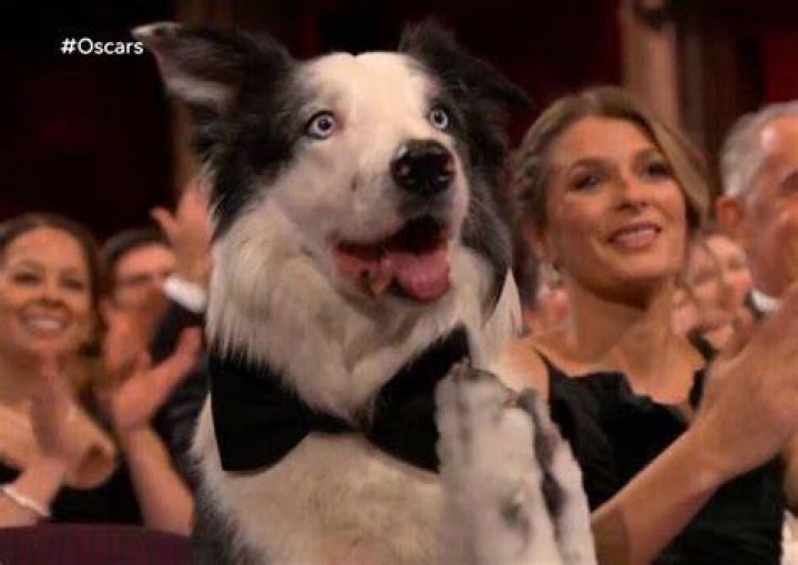 Dog Actor Messi Steals the Show at the Academy Awards