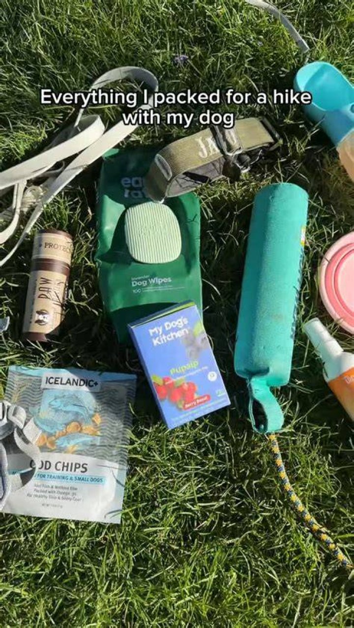 D’Amelio Dog Pack Instagram