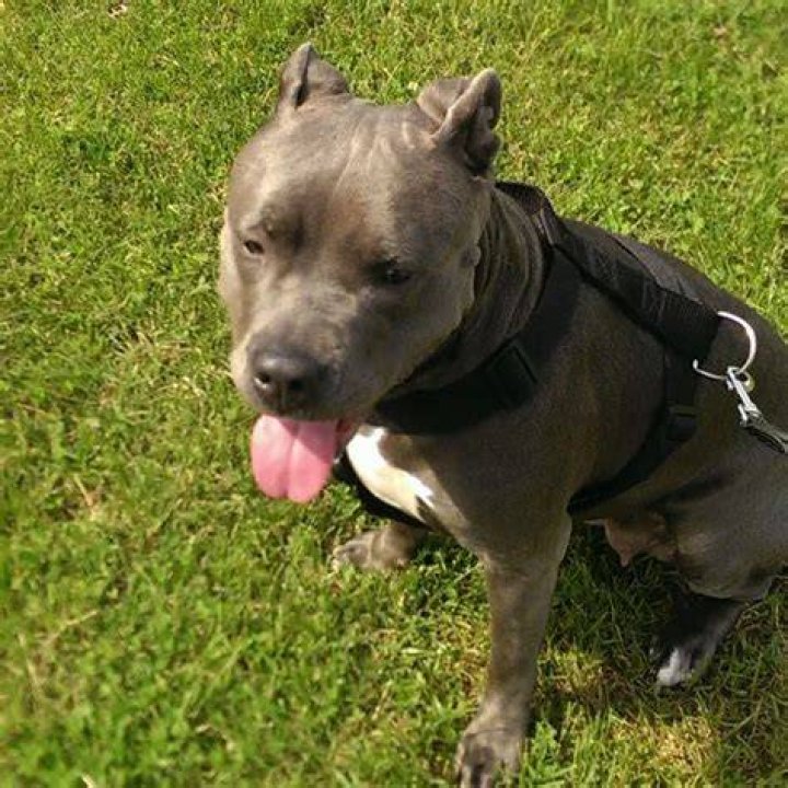 Jamal Mixon Pets