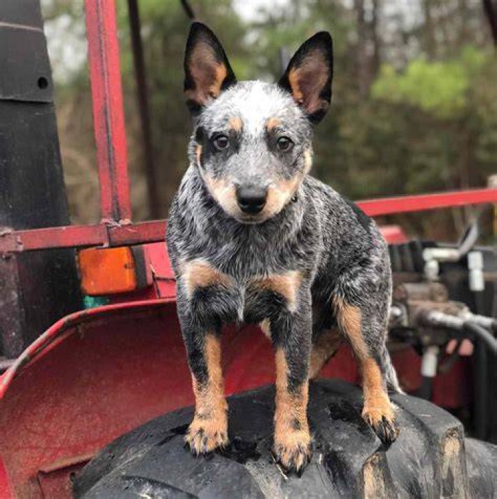 max blue heeler