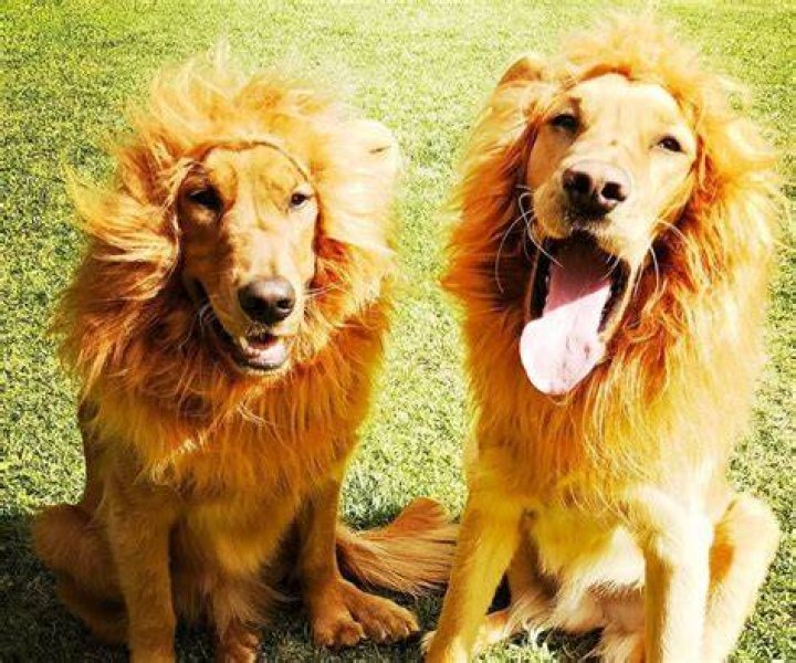 Melissa McCarthy Pets - Celebrity Pets