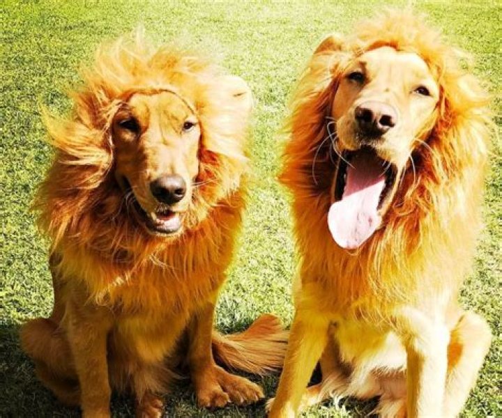 Melissa McCarthy Pets