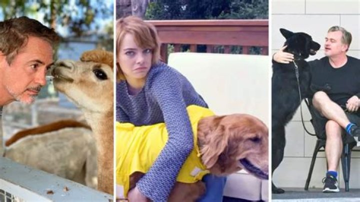 Oscars 2024 Meet the Pets of the Winners!