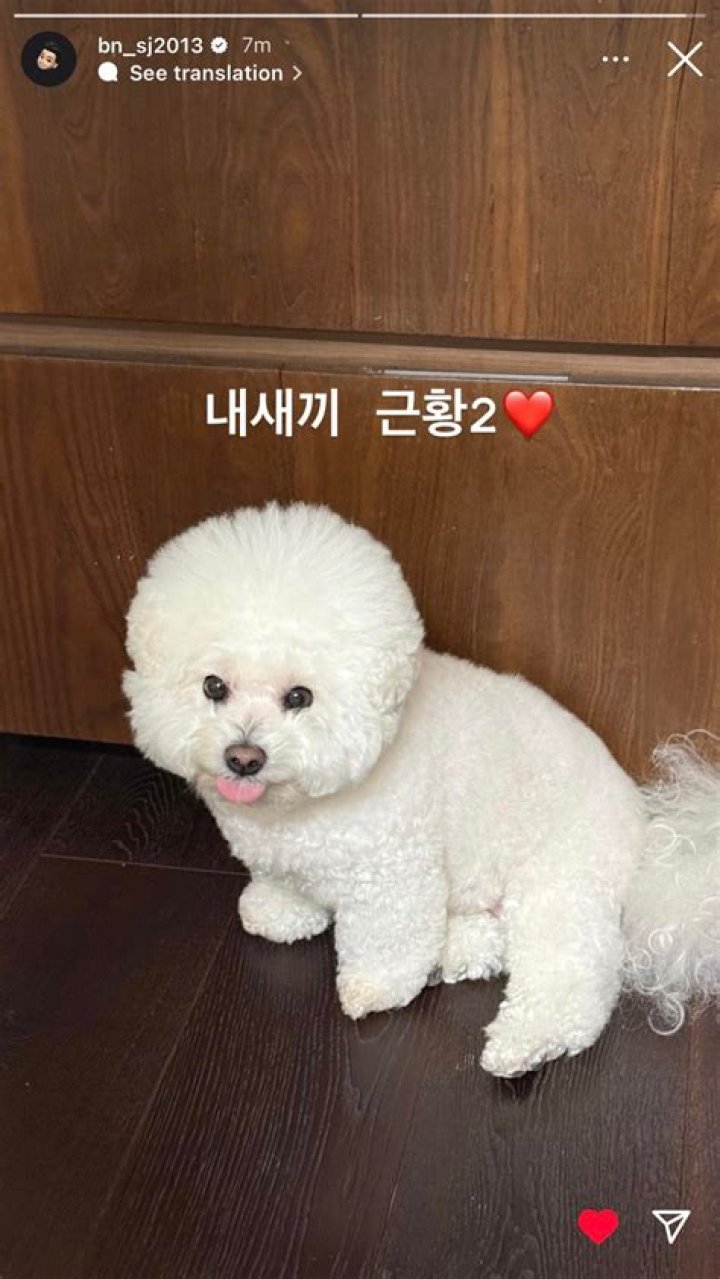 Park Seo-joon Pets