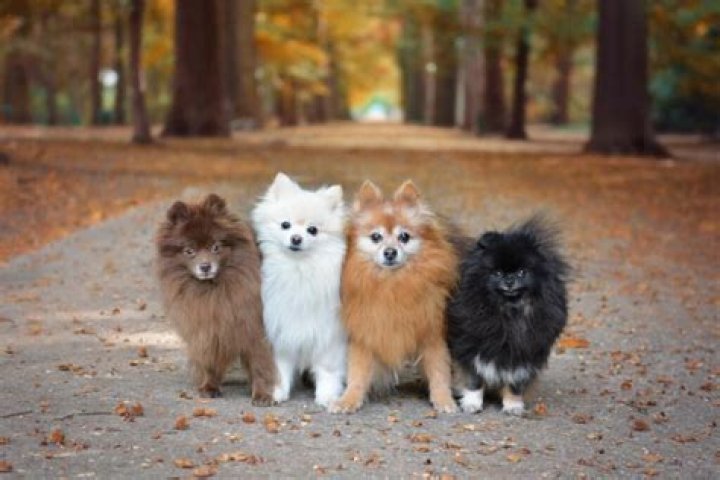 pompomchewy