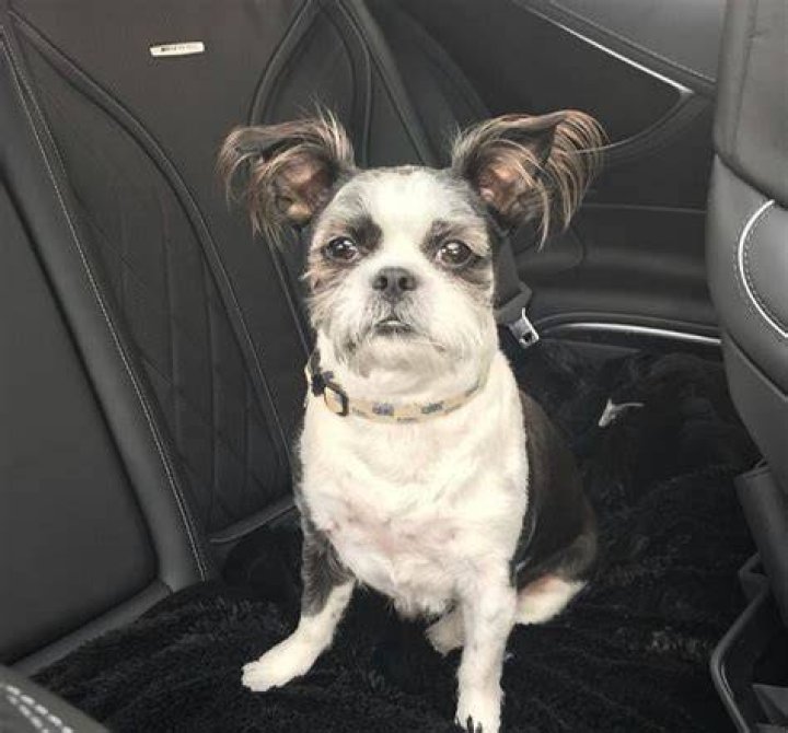 Pusha T Pets