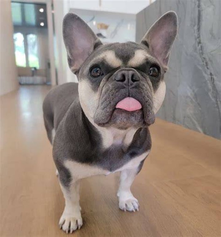Rosanna Pansino Pets
