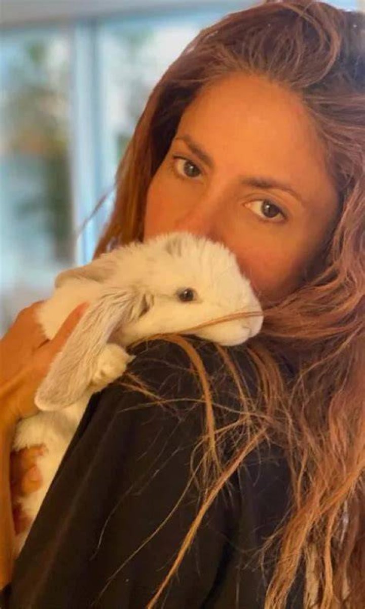 shakira rabbit tody