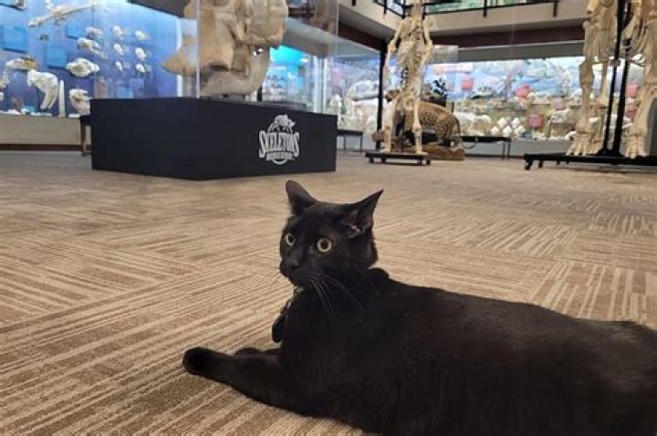 Sir Indiana Bones Museum Cat Oklahoma City