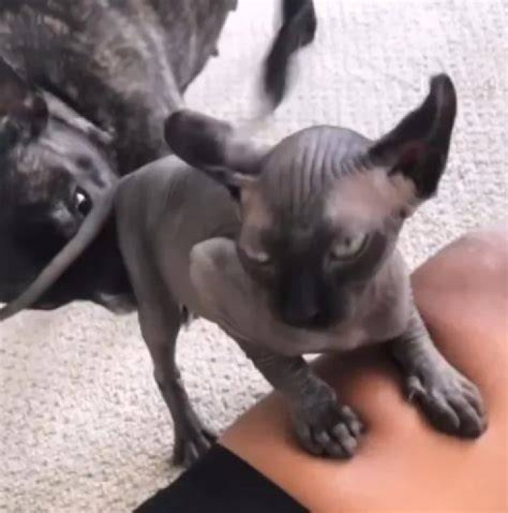 SZA Sphynx cat Shadow